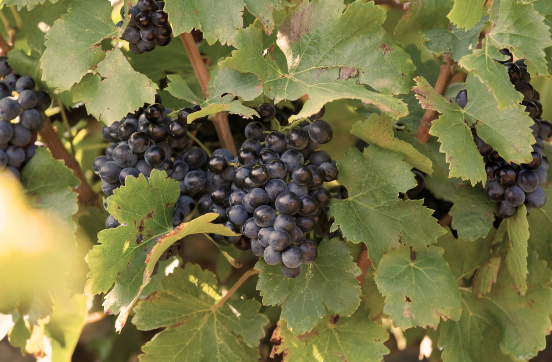 O Extrato de Suco de Uva de Languedoc-Roussillon e seus benefícios na pele