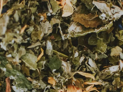 Extrato de Chá Branco