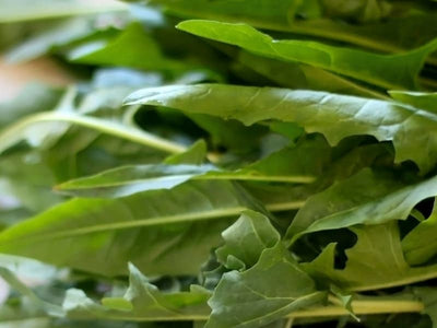 Extrato de Chicória