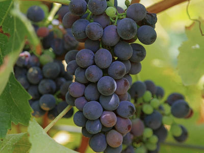 Uva Languedoc-Roussillon