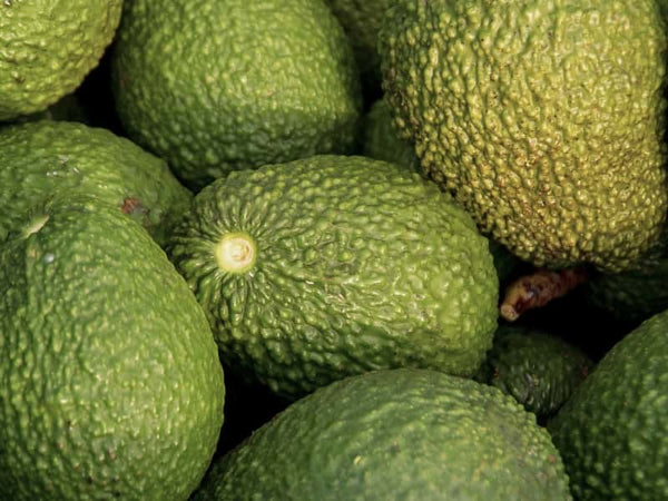 Vitamina E